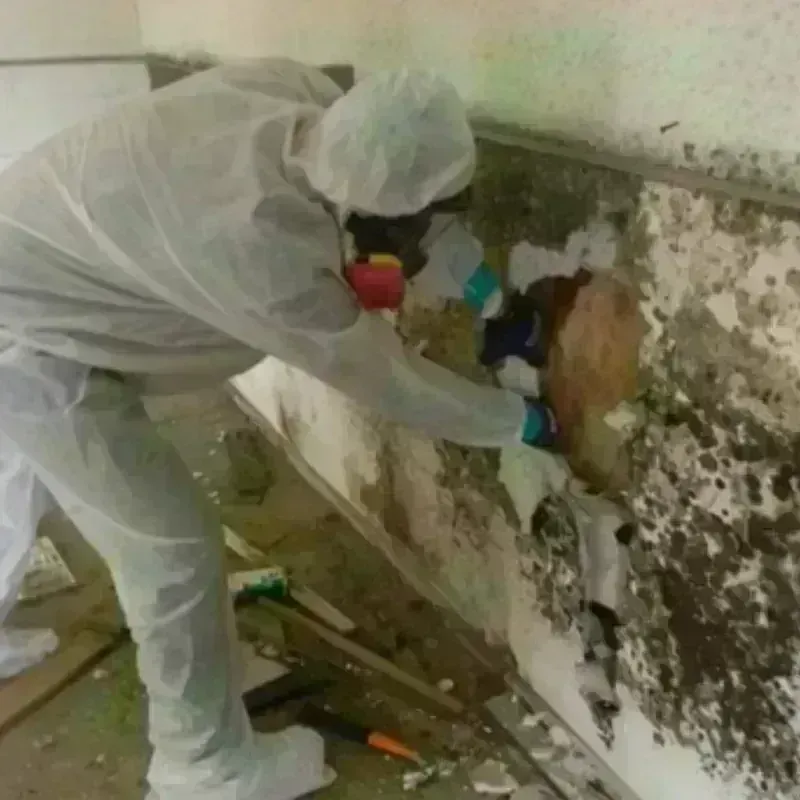 Mold Remediation and Removal in Empire, CA